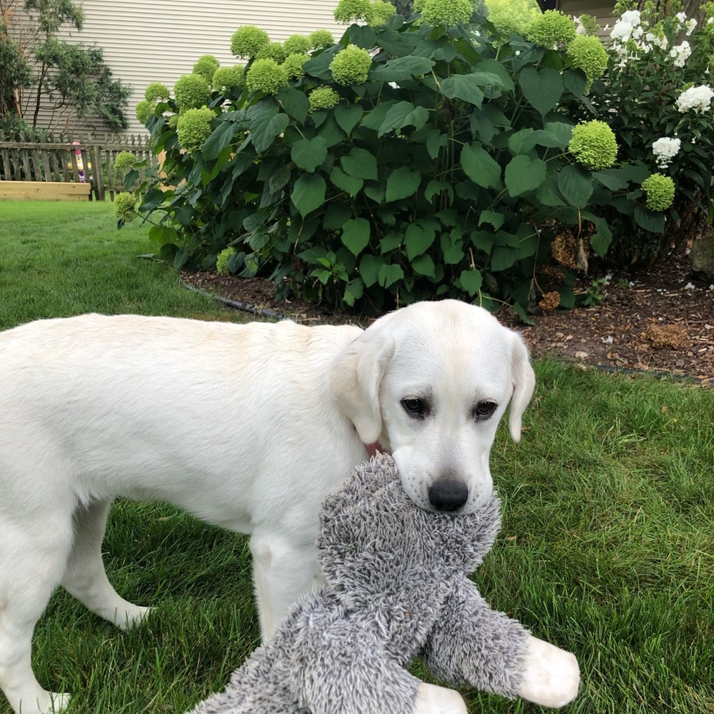 Meet your Posher, Joe